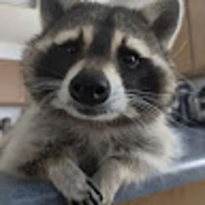 Meet your Posher, Ginger